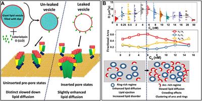 Pore Forming Protein Induced Biomembrane Reorganization and Dynamics: A Focused Review